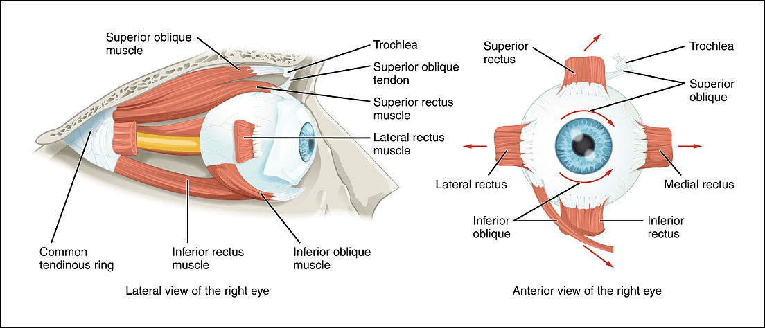 Extraocular muscles (eye muscles).