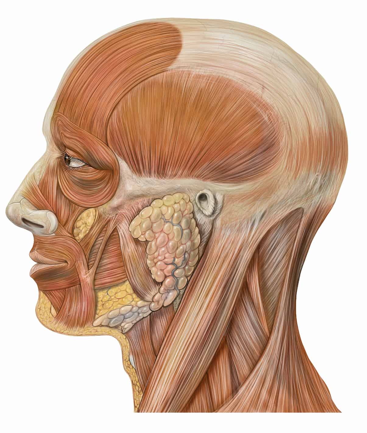 Facial muscles by Patrick J. Lynch, medical illustrator
