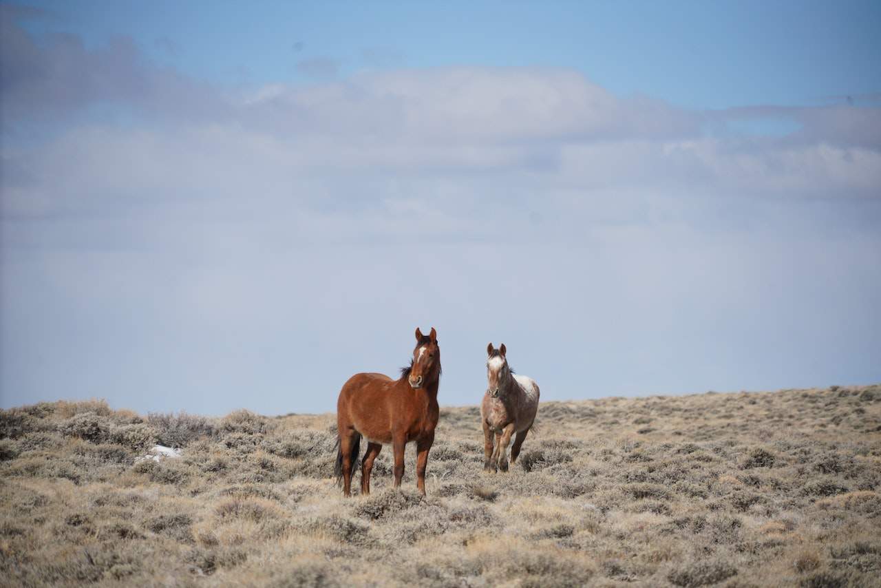 Fun facts about Nevada: Wild Horses