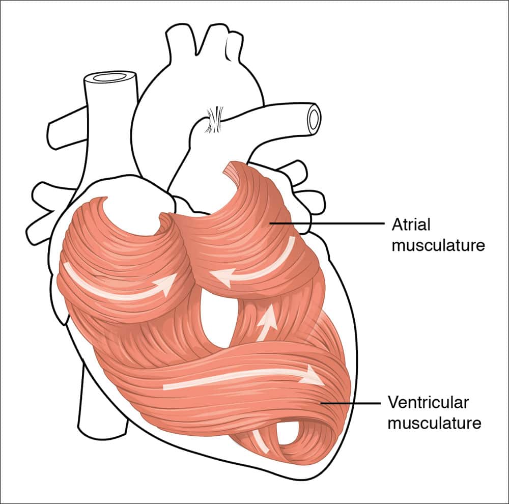 Muscular system fun facts: Heart, or cardiac, muscles.