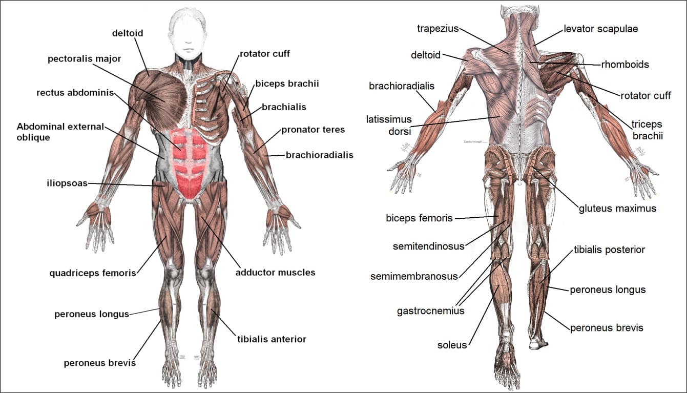 Muscular system fun facts: Front and back views of the major skeletal muscles of the human body.