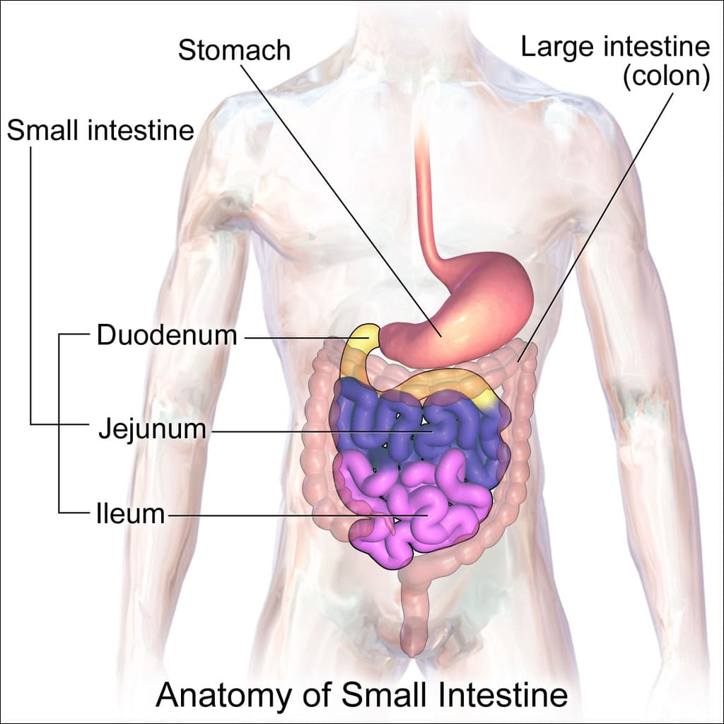 Muscular system fun facts: The digestive and gastrointestinal tract