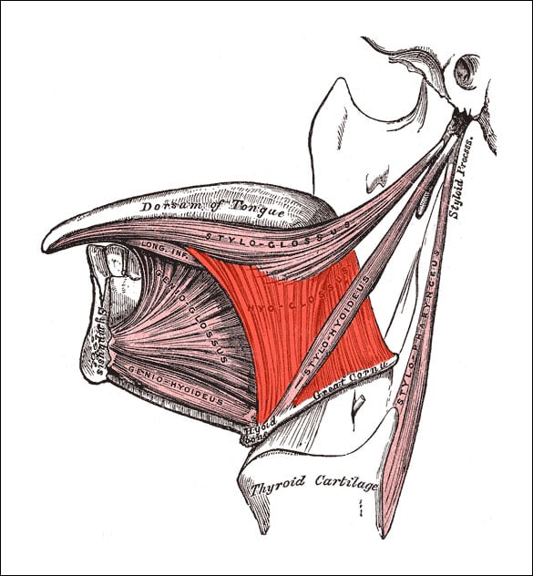 Tongue muscles