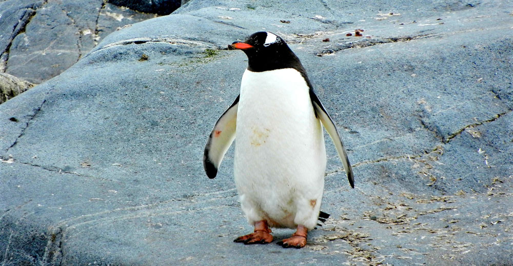 Fun facts about Antarctica: A penguin waddling on a rock. Quiet down!