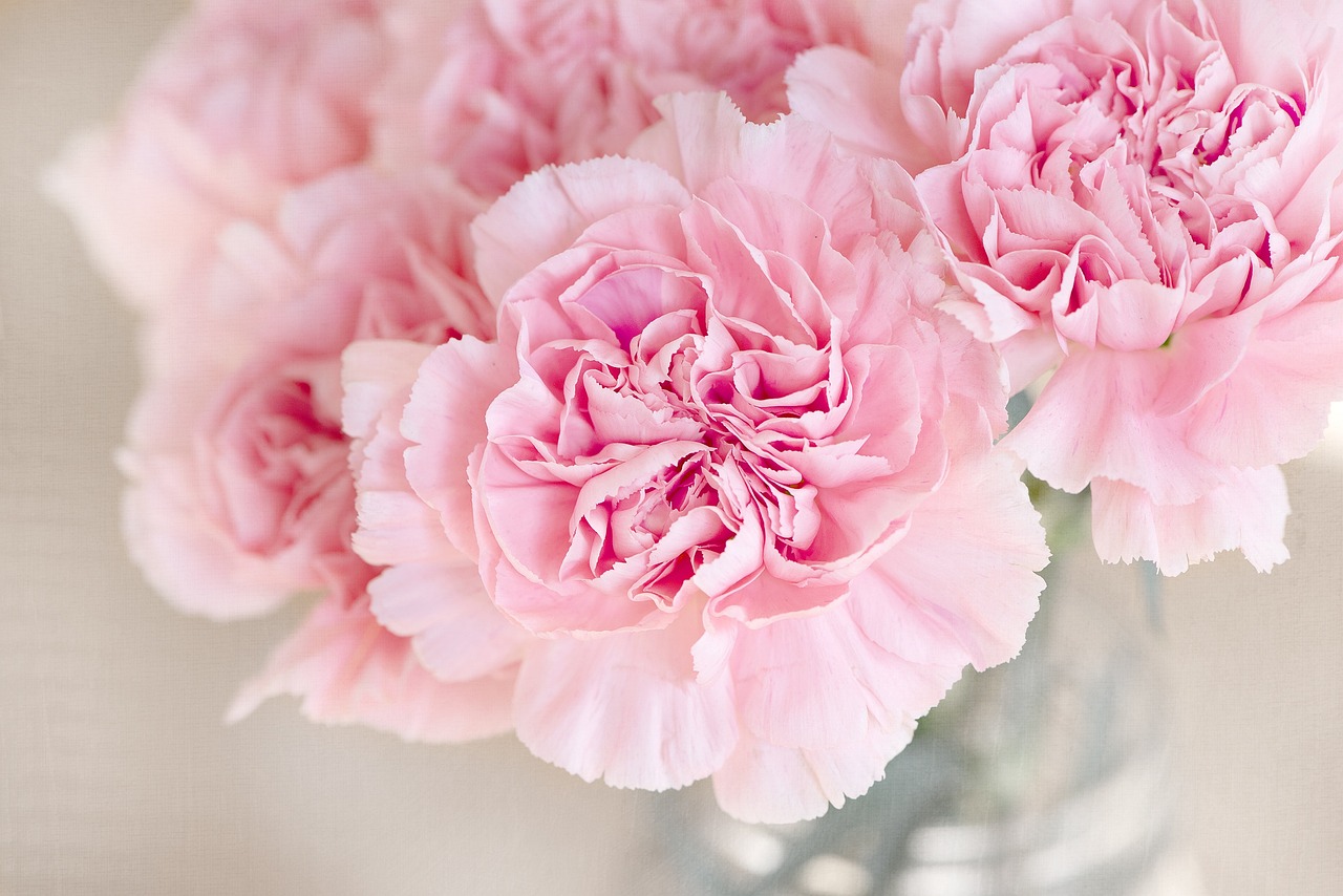 Fun facts about flowers: Carnation flowers can change color after being cut.