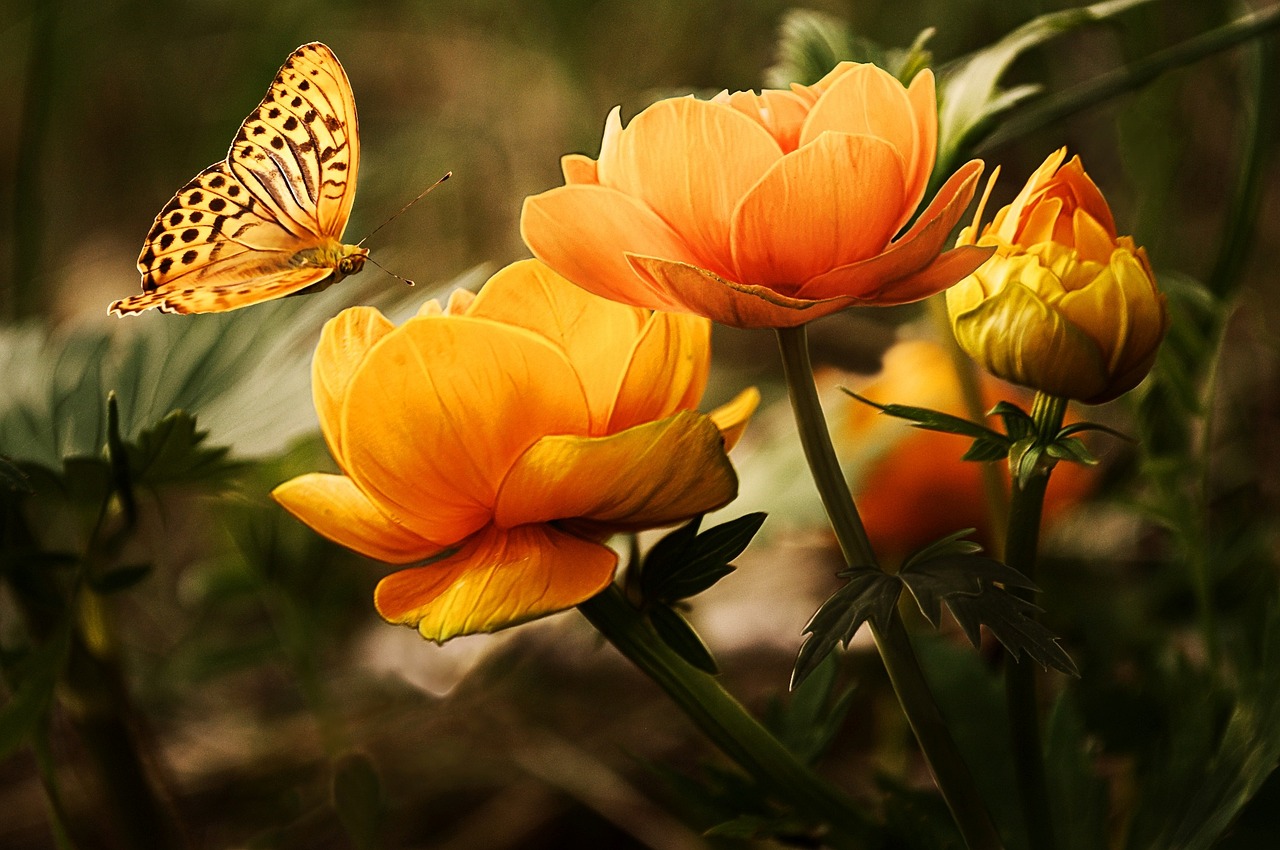 A beautiful flower attracting a butterfly.
