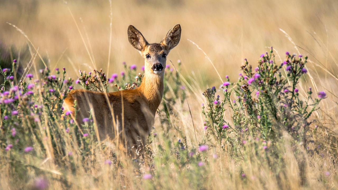 Fun facts about flowers: Some flowers emit "volatiles" so deer won't eat them!