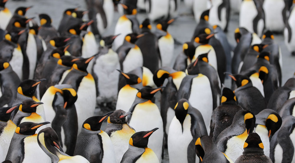Thousands of emperor penguins clustered together.