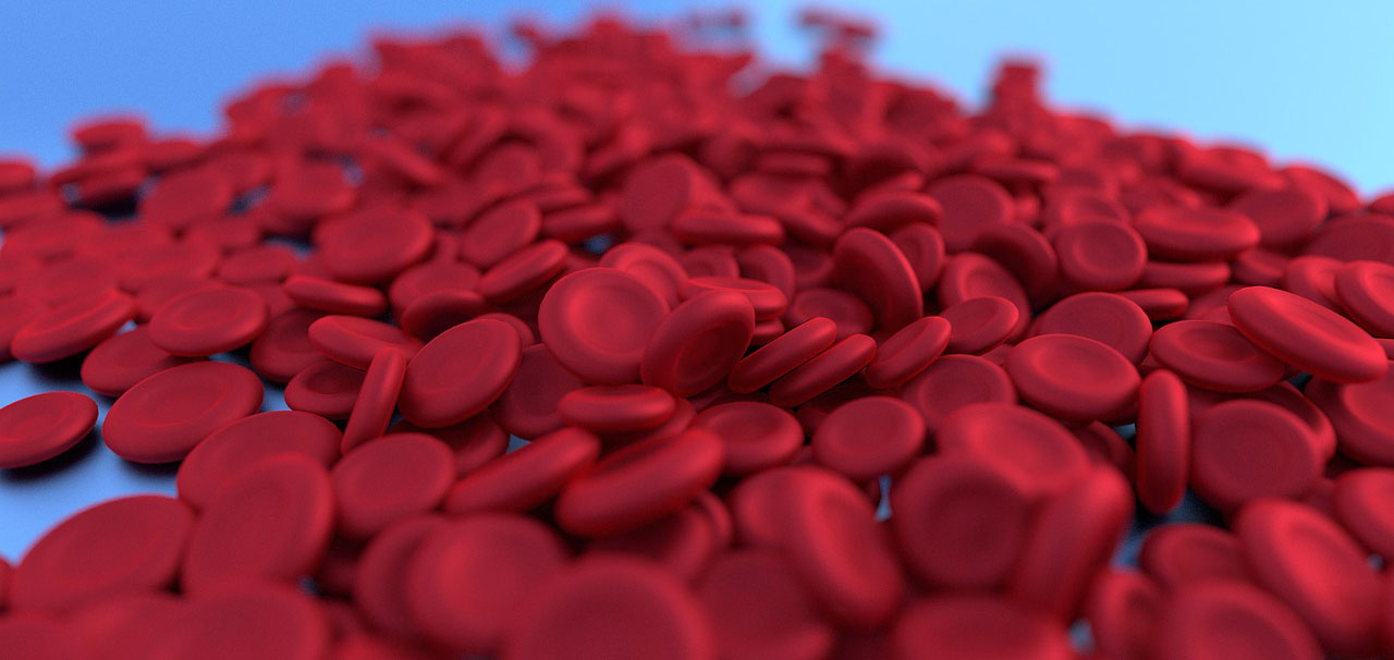 A depiction of red blood cells in the body.