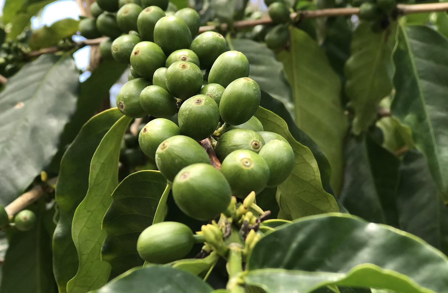 Kona coffee beans from Hawaii.