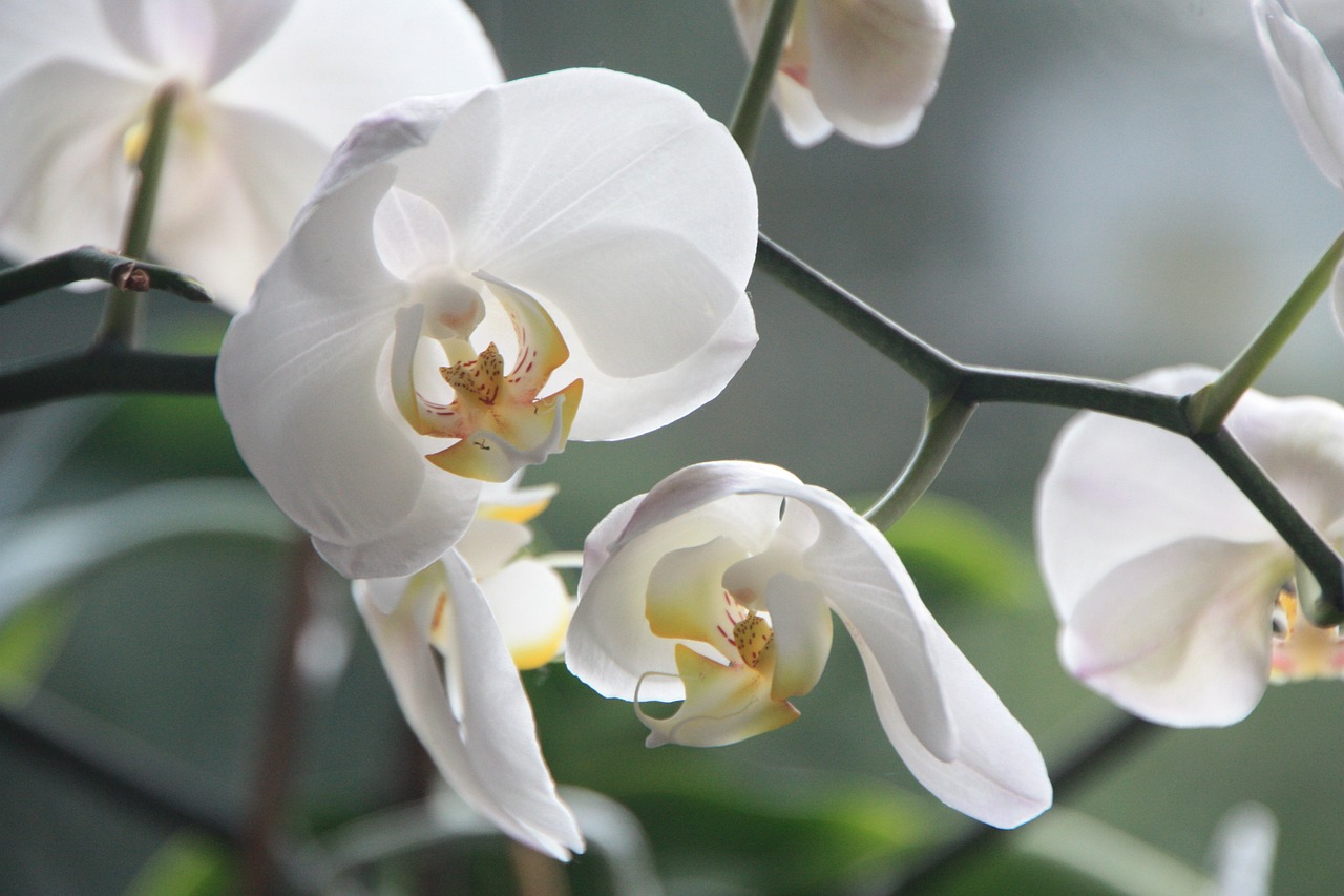 Fun facts about flowers: The orchid family is subdivided into five subfamilies, and then into tribes and subtribes.