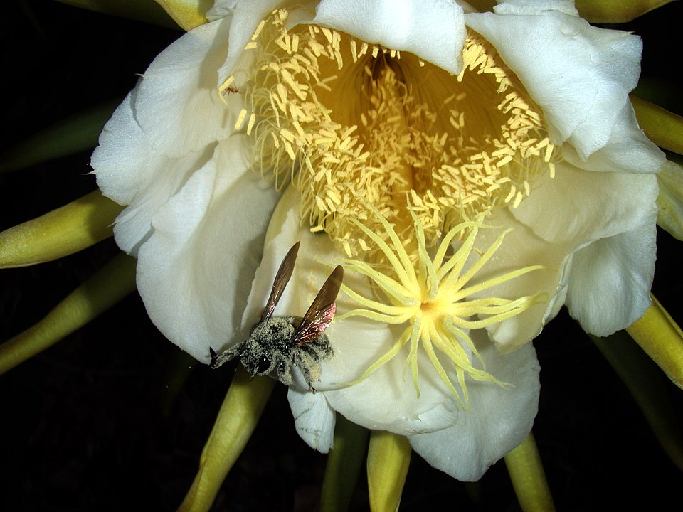 Female carpenter bee collecting pollen.