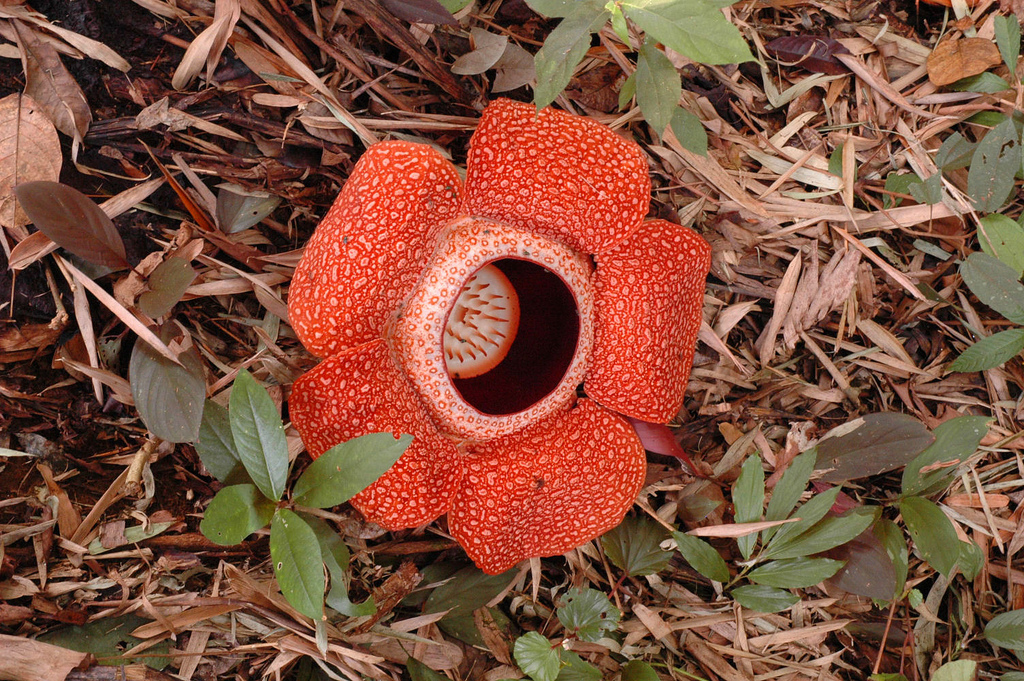 The bizarre and fascinating rafflesia flower.