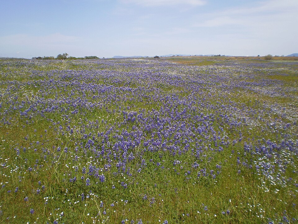 A lupine wildflower field.
