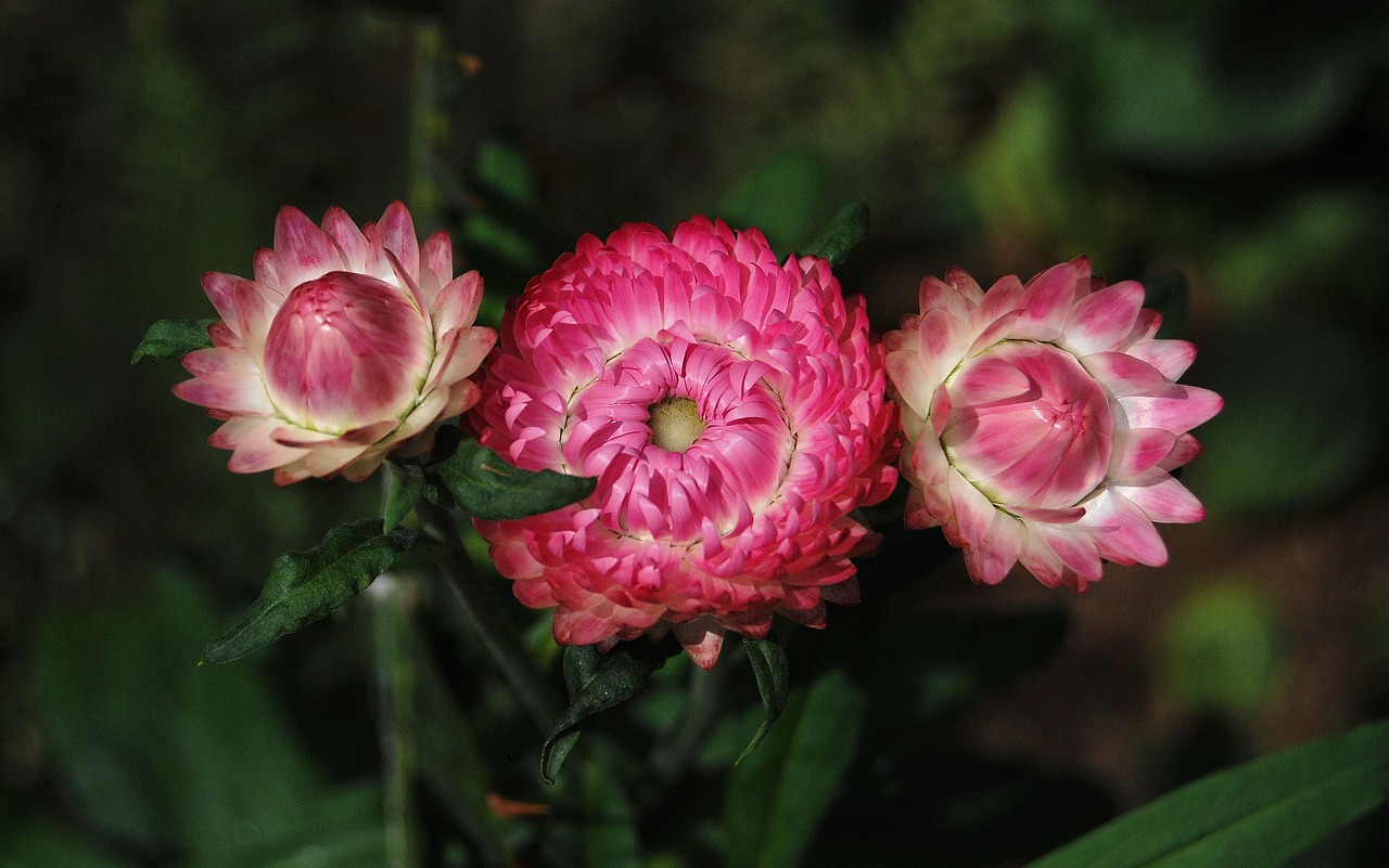Petals from the strawflower typically maintain their beautiful color.