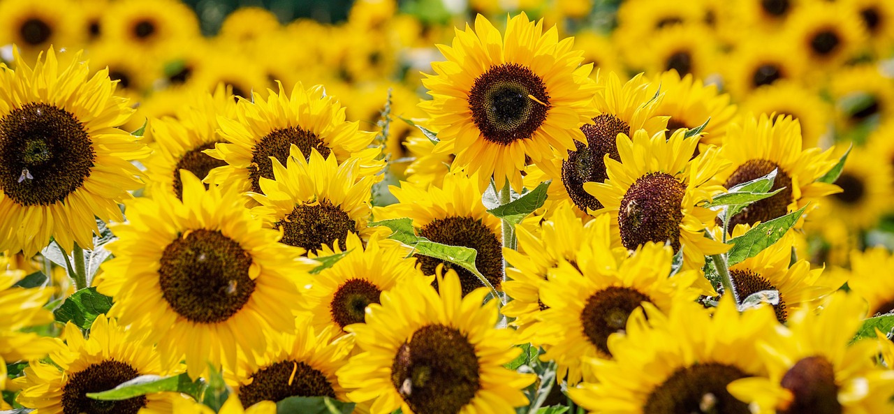 Fun facts about flowers: A field of wild sunflowers.