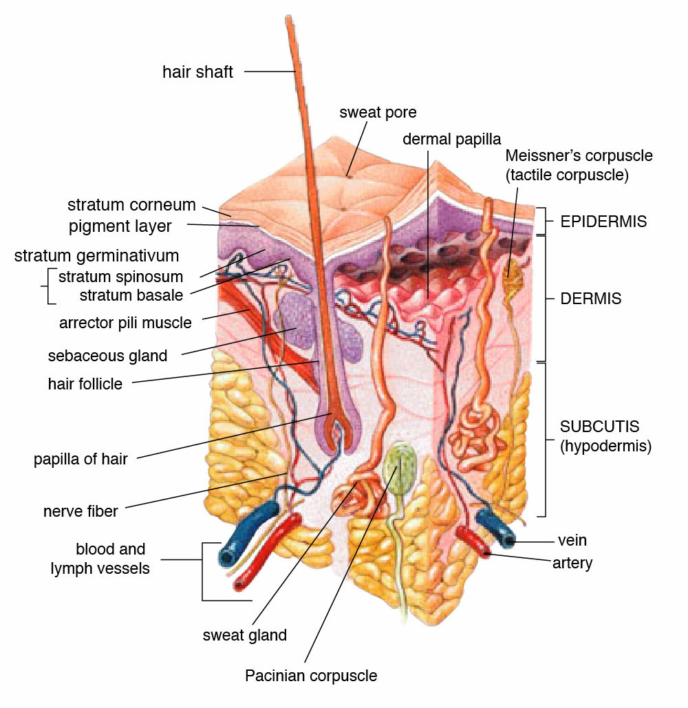 A cross-section of subcutaneous fat.